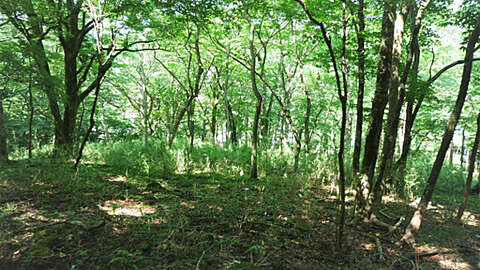 6646 sqm Forest Land with Lodging Potential in Sengokuhara Hakone14