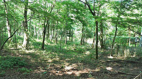 6646 sqm Forest Land with Lodging Potential in Sengokuhara Hakone15