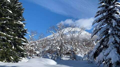 Kondo Forest House 5