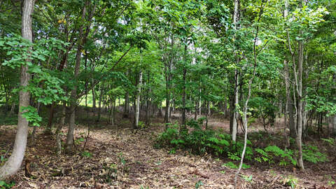 Annupuri omri lot 6