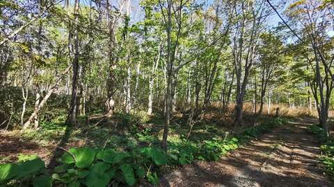 Annupuri Resort Dev Land9