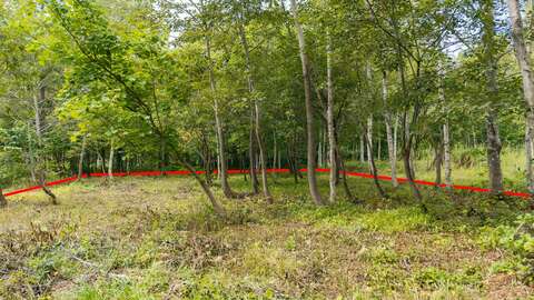 Beautiful Kondo Forest Land 3 Line
