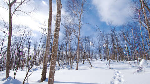 Kabayama Birch Grove mtime20201221165108focalnone