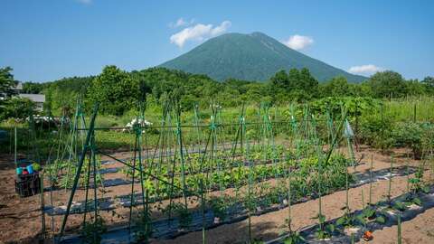 Kondo House and garden22