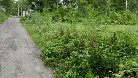 Kondo Quiet Land4
