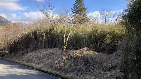 Land Near Lake Ashi4
