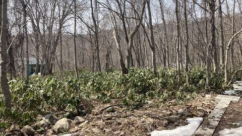 Moiwa Onsen Forest3