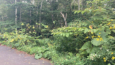 Niseko Large Development Land3