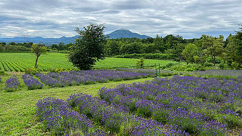 Niseko Herb House3