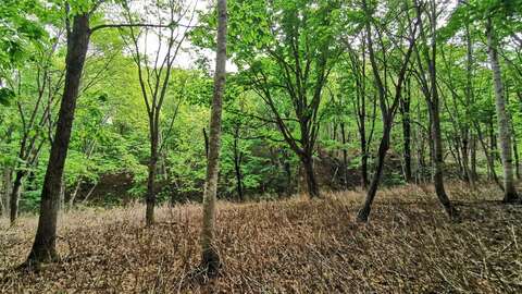 Soga50000sqm4