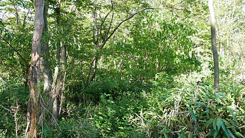 Villa Land in Peaceful Gora Hakone5